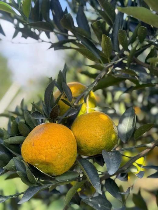 新会陈皮-2016年梅江塞口围老树圈枝 进阶珍藏版 口感醇甜 经久耐泡 商品图2