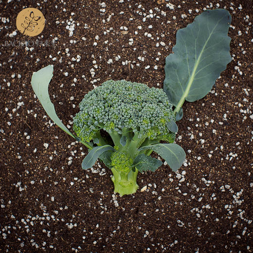 西兰花 400g/份   全国配送（偏远地区除外） 商品图4