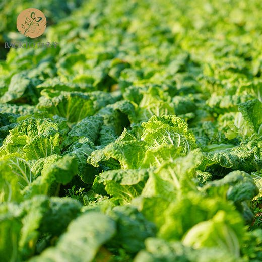 有机白菜  400g/份    全国配送（偏远地区除外） 商品图4