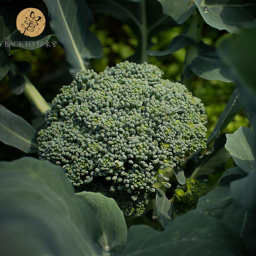 西兰花 400g/份   全国配送（偏远地区除外） 商品图3