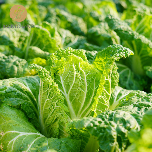 有机白菜  400g/份    全国配送（偏远地区除外） 商品图5