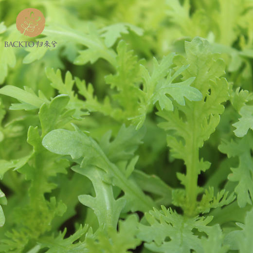 有机小叶茼蒿 300g/份 全国配送（偏远地区除外） 商品图4