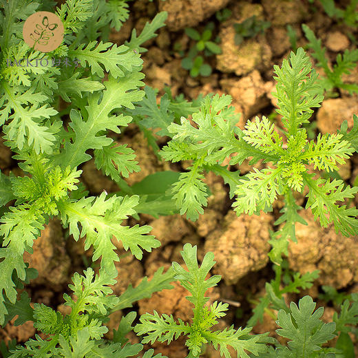 有机小叶茼蒿 300g/份 全国配送（偏远地区除外） 商品图3