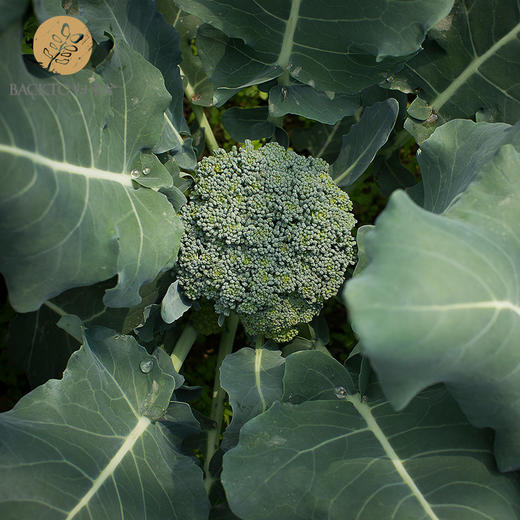 西兰花 400g/份   全国配送（偏远地区除外） 商品图2