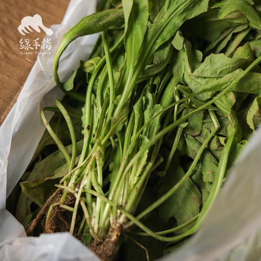 生态荠菜（预售 1周内发货）| 合作生产*Ecological shepherd's purse | Coproduction 商品图3