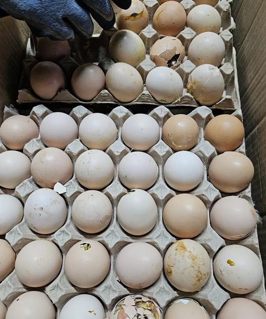 毛蛋2板 商品图0