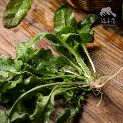 生态荠菜（预售 1周内发货）| 合作生产*Ecological shepherd's purse | Coproduction 商品图5
