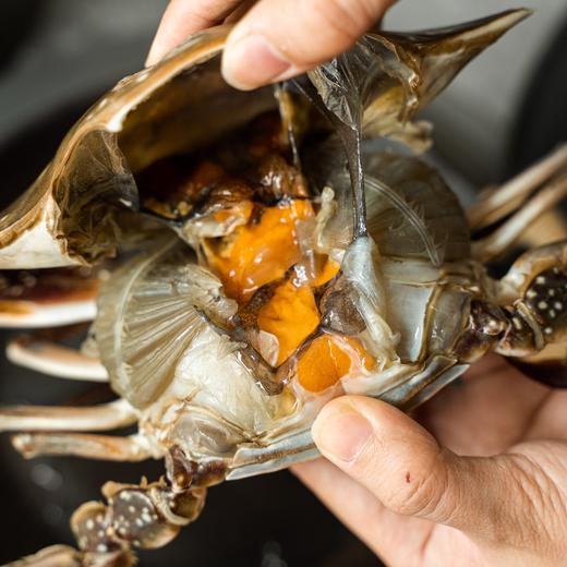 至鲜咸膏蟹 （已生腌  解冻即食）200g-300g/只    膏红软糯·蟹肉净透·醇香鲜咸 商品图1