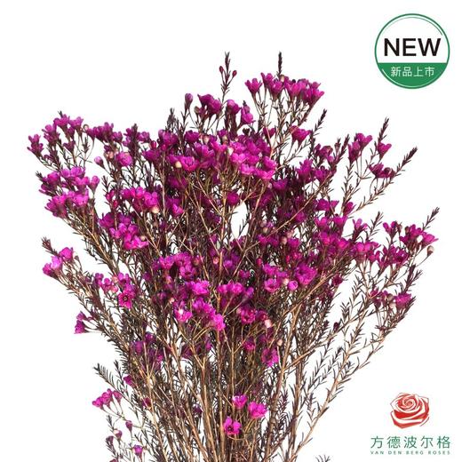 平头腊梅-玫红色 商品图0