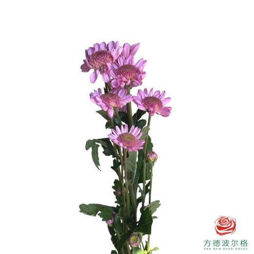 市场小菊-深粉太阳 商品图1