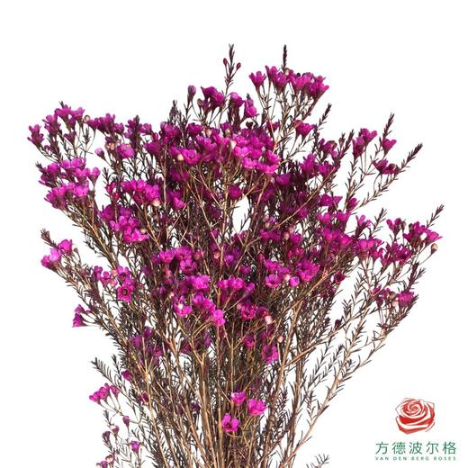 平头腊梅-玫红色 商品图1