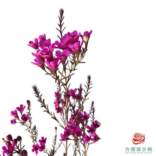 平头腊梅-玫红色 商品图2