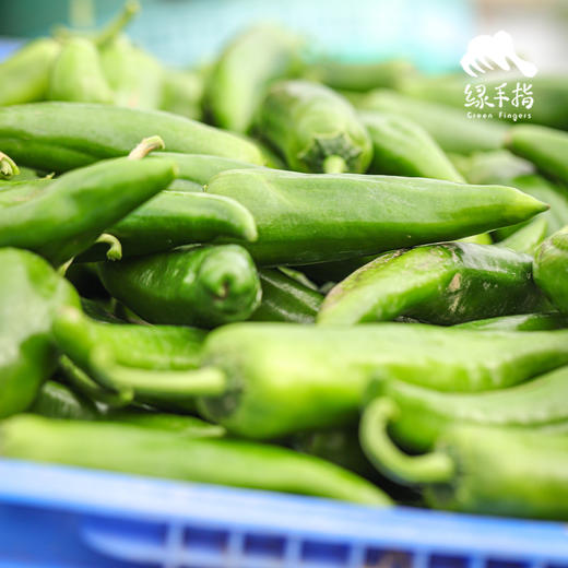生态牛角椒 | 绿家自产*Ecological Cayenne pepper | Self-production 商品图3
