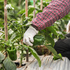 生态菜椒/韶关本地辣椒 | 绿家自产*ecological green bell pepper | Self-production 商品缩略图4
