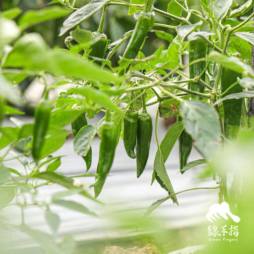 生态牛角椒 | 绿家自产*Ecological Cayenne pepper | Self-production 商品图4