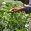 生态牛角椒 | 绿家自产*Ecological Cayenne pepper | Self-production 商品缩略图5