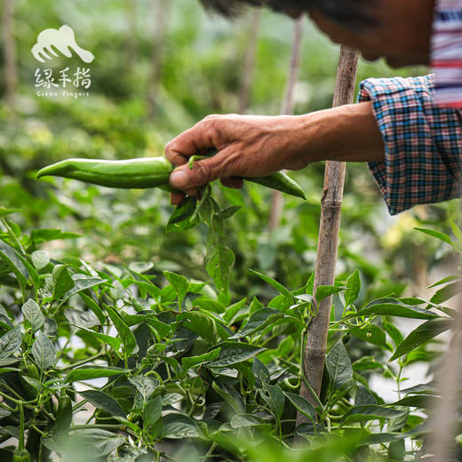 生态牛角椒 | 绿家自产*Ecological Cayenne pepper | Self-production 商品图5