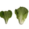 小白菜 500g（品种随机） 商品缩略图0