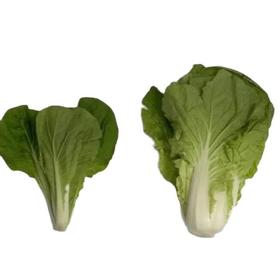 小白菜 500g（品种随机）