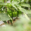 生态菜椒/韶关本地辣椒 | 绿家自产*ecological green bell pepper | Self-production 商品缩略图1