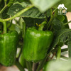 生态菜椒/韶关本地辣椒 | 绿家自产*ecological green bell pepper | Self-production 商品缩略图3