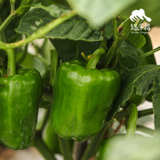 生态菜椒/韶关本地辣椒 | 绿家自产*ecological green bell pepper | Self-production 商品图3