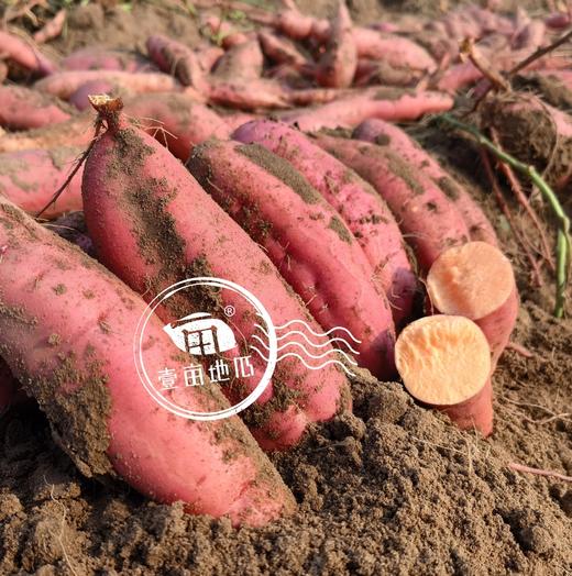 【C】山东精选糖心蜜薯约5.5斤 商品图5