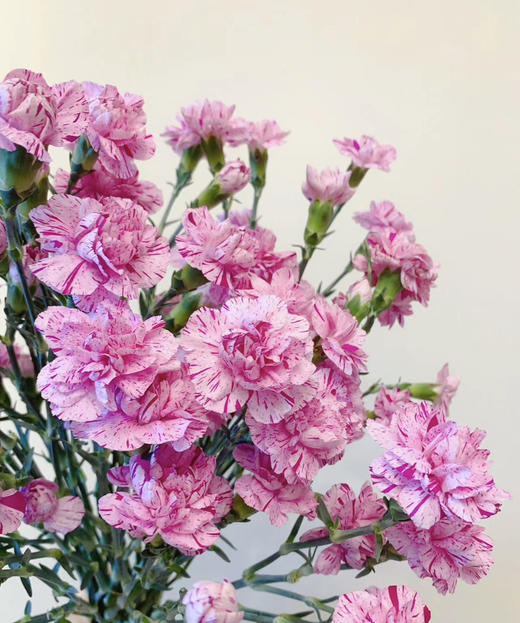 【稀有系列】多丁康乃馨-棒棒糖 约20枝/扎 商品图3