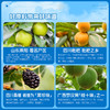 康美秋梨膏 雪梨草本膏枇杷梨膏甘草枇杷膏 咳嗽滋润枇杷膏 携独立装12支/盒 144克 商品缩略图4