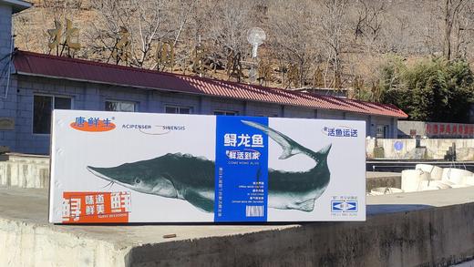 泉水生态养殖 鲟龙鱼 人工现捞鲜活包邮到家 商品图7