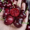 【单J】进口车厘子  500g/份（鲜脆多汁 香甜爽口） 商品缩略图1