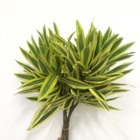 3月14日日本百合竹-10支