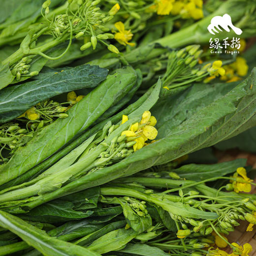 生态迟菜心 | 绿家自产 * Eco-choy sum | Self-production 商品图1