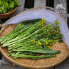 生态迟菜心 | 绿家自产 * Eco-choy sum | Self-production 商品缩略图2