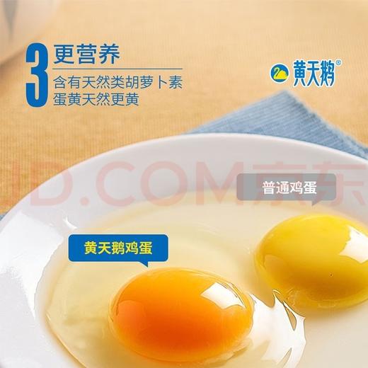 黄天鹅可生食鸡蛋 商品图4
