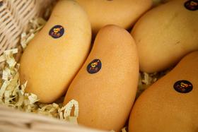 海南三亚树上熟金煌芒 芒果 青吃酸脆可口/黄吃纯甜无酸