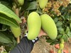 海南三亚树上熟金煌芒 芒果 青吃酸脆可口/黄吃纯甜无酸 商品缩略图6