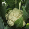 生态花椰菜/白菜花(陆运不包邮）|绿家自产*ecological broccoli | Self-production 商品缩略图2