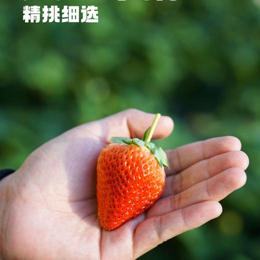 (百万补贴) 丹东冰点草莓罐头400g 商品图1