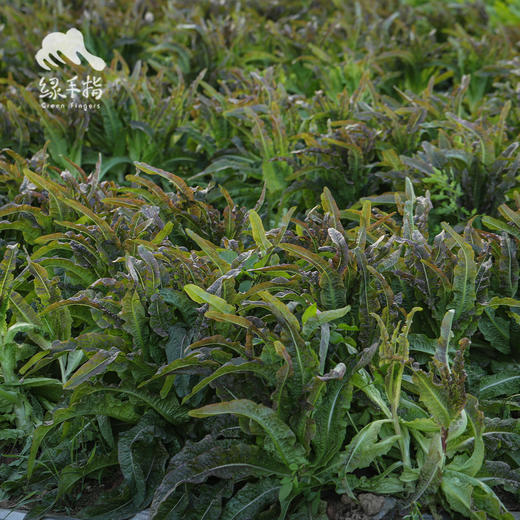 生态莴笋 | 绿家自产* Ecological lettuce | In-House Production 商品图3
