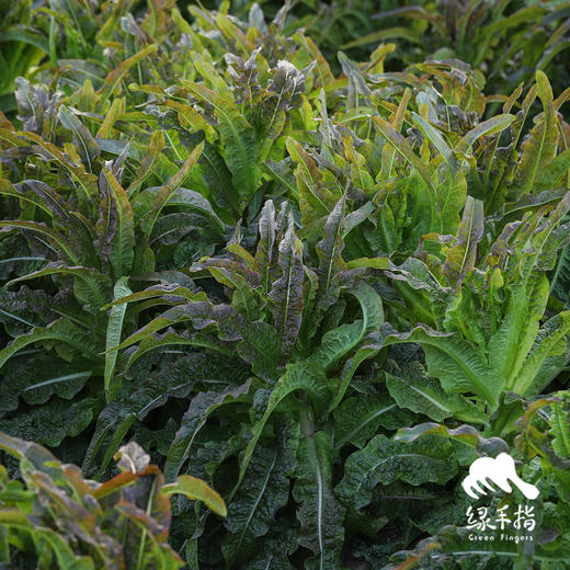 生态莴笋 | 绿家自产* Ecological lettuce | In-House Production 商品图2