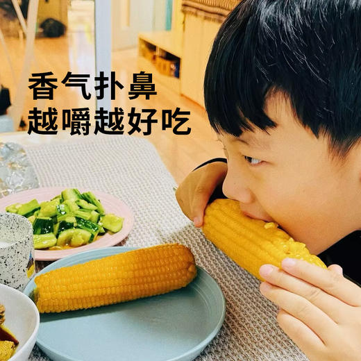 【黄糯玉米】皮薄软糯会拉丝 来自东北黑土地的香甜（2.8-2.24停发） 商品图1