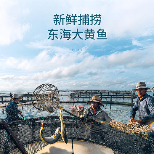 一价到底 【正宗东海原生态大黄鱼】富贵家宴一口鲜 咏礼记大黄鱼礼盒 肉质鲜嫩 寓意吉祥 商品图1