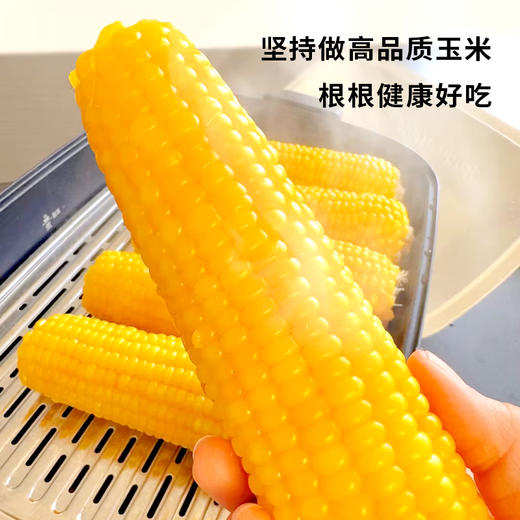 【黄糯玉米】皮薄软糯会拉丝 来自东北黑土地的香甜（2.8-2.24停发） 商品图3