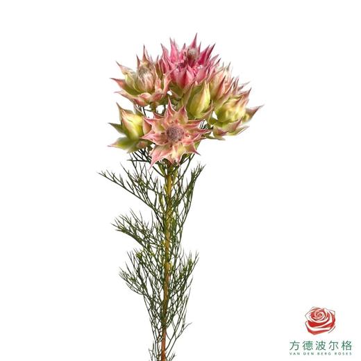 新娘花 粉色 商品图3