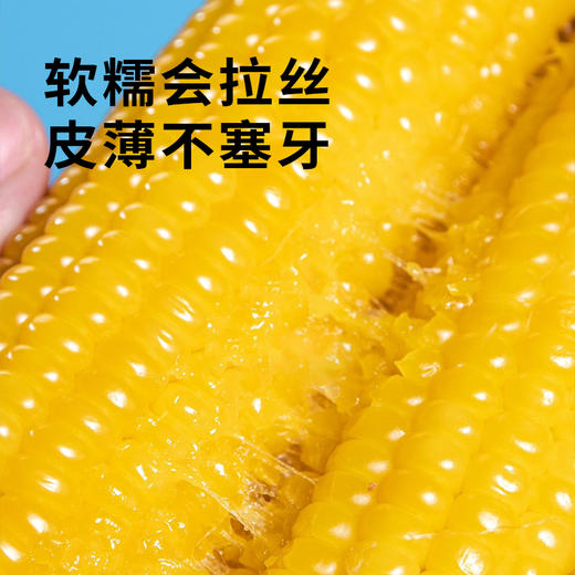 【黄糯玉米】皮薄软糯会拉丝 来自东北黑土地的香甜（2.8-2.24停发） 商品图2