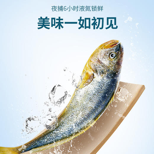 一价到底 【正宗东海原生态大黄鱼】富贵家宴一口鲜 咏礼记大黄鱼礼盒 肉质鲜嫩 寓意吉祥 商品图2