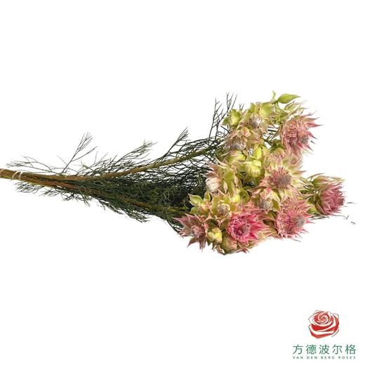 新娘花 粉色 商品图2