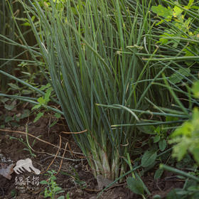 生态小葱 | 绿家自产*Ecological Shallot | Self-production
