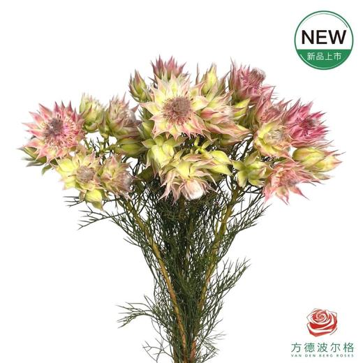 新娘花 粉色 商品图0